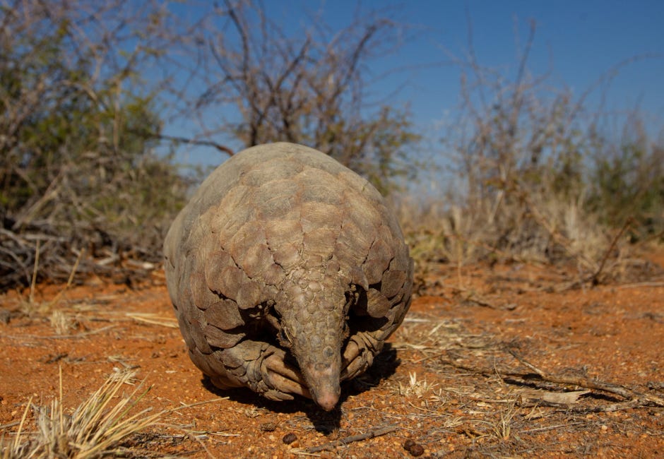 The true cost of pangolin trafficking