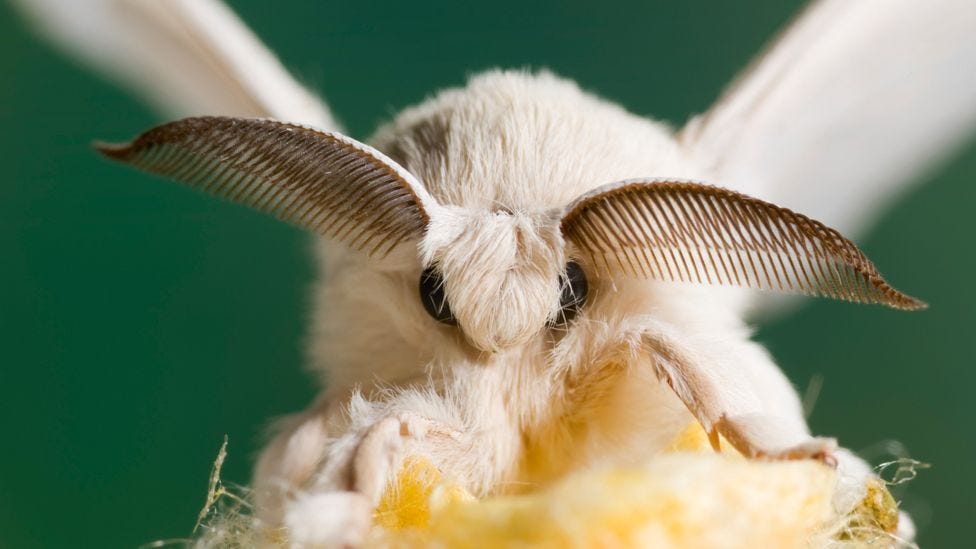 Insects have diversified to fill almost every conceivable niche, but they all share similar brains – so emotions in insects may be universal  (Credit: Alamy)