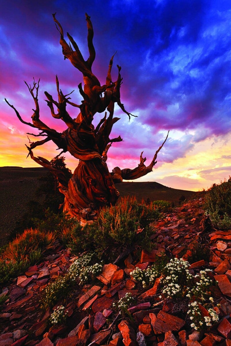 California's Bristlecone Pines, The Oldest Living Things on ...