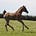 Aurora Stud's avatar