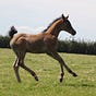 Aurora Stud's avatar