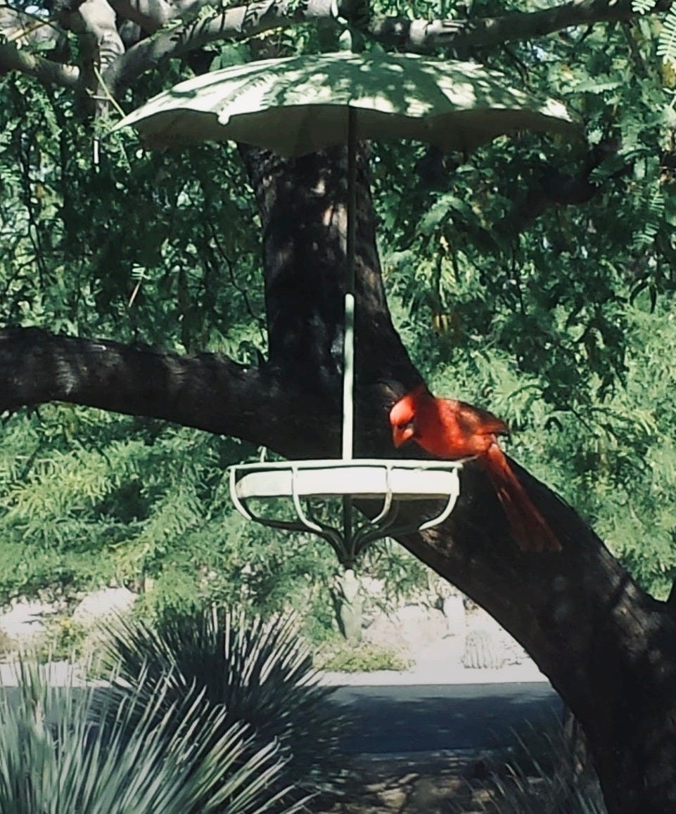 Red bird perched on the edge of a bird bath, drinking water in a quiet backyard.