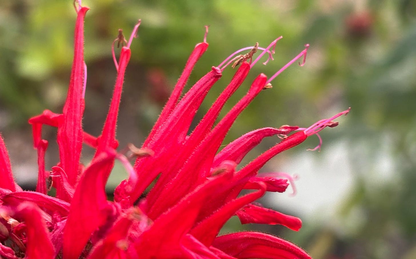 Closer view of the red, tubular flowers with stamens poking out.
