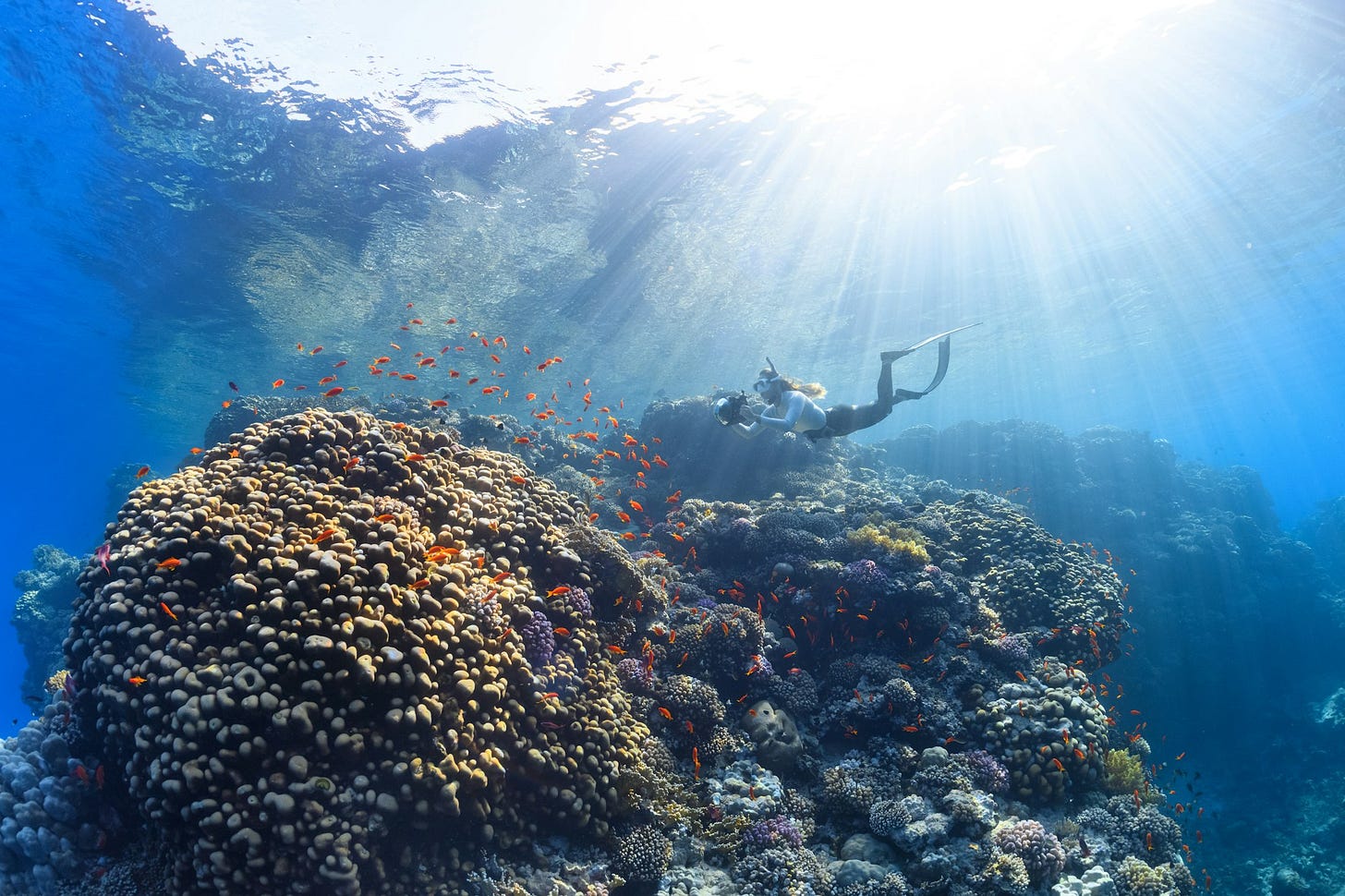Home to kaleidoscopic-colored coral reefs and an abundance of diverse marine life | Islands of NEOM- NEOM, Saudi Arabia.