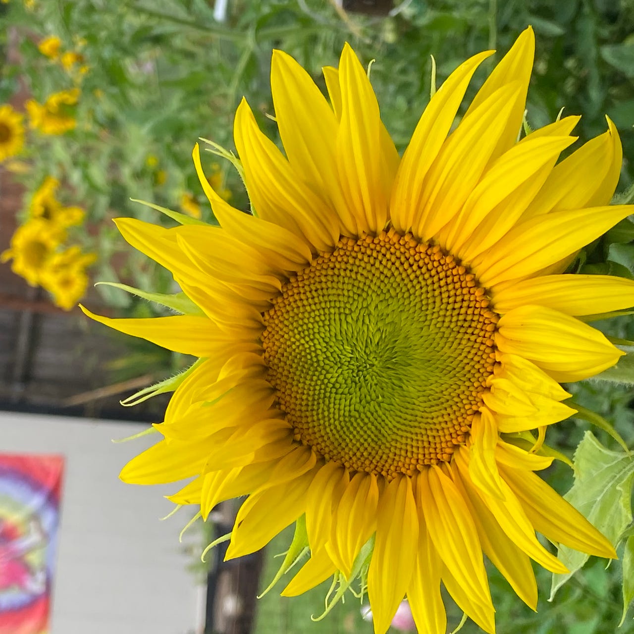 Hippie Sunflower Dancer