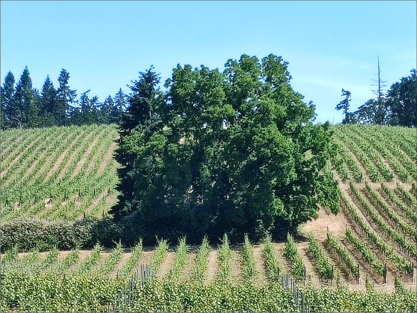 Our majestic walnut tree and raptor roost at Amalie Robert Estate.