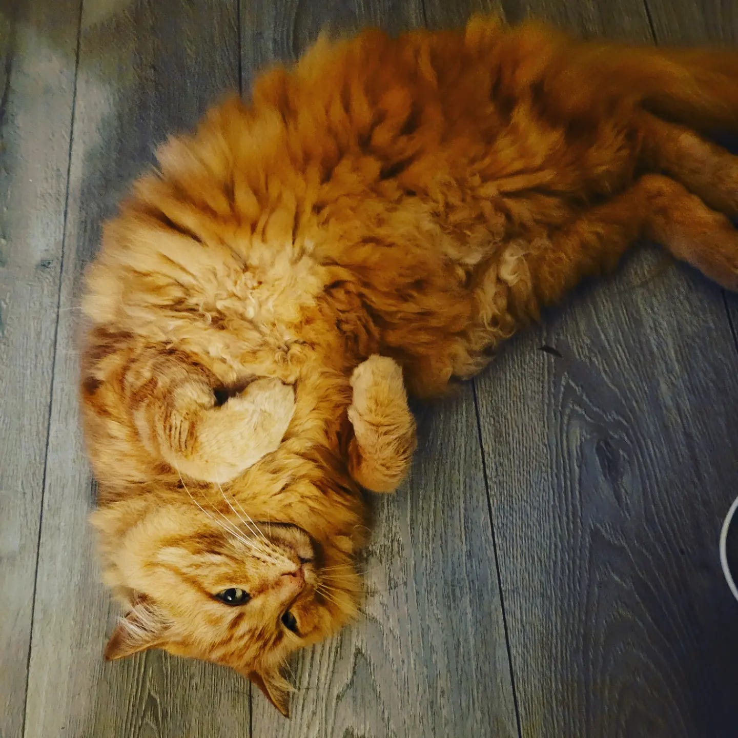 A large fluffy ginger cat is lying with his belly exposed on the floor. 