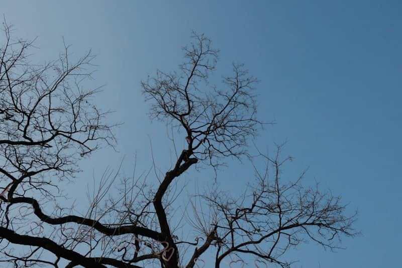 A bird flying in the sky next to a tree
