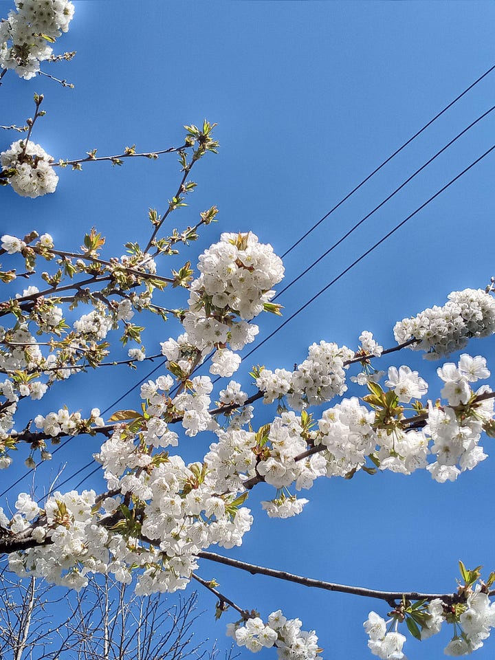 Flowers blooming in springtime