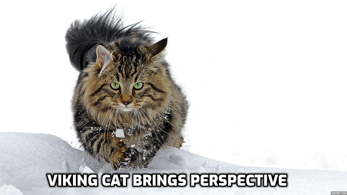 boriquagato.substack.com