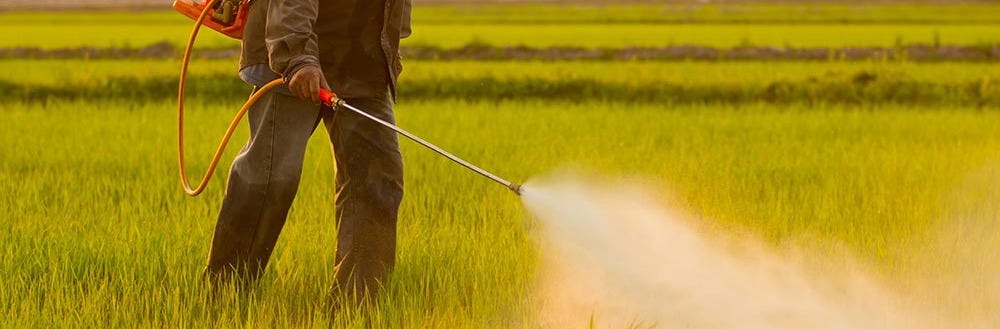 Dangers of Pesticides & Finding Natural Pest Solutions | Best Bee Brothers