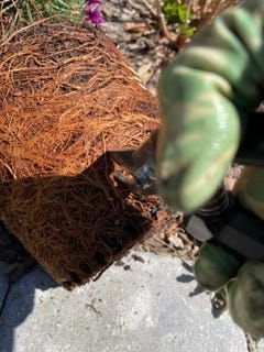 cutting compacted roots with pruners