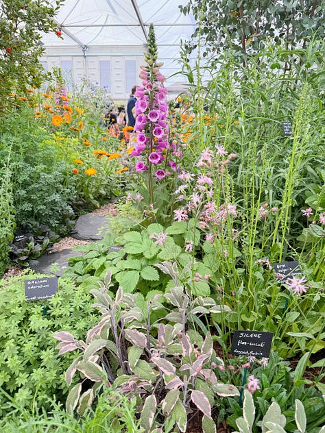 plants with purple flowers, leaves, and or stems