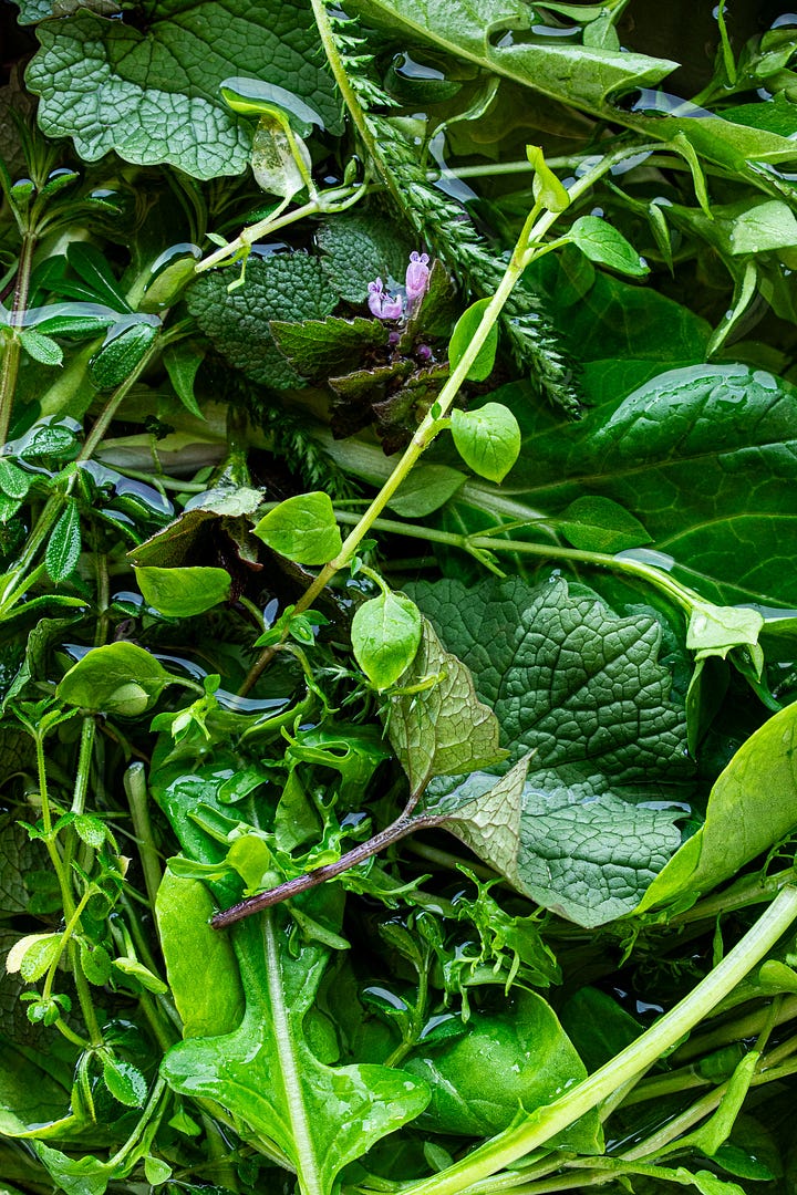 Various photos of garlic mustard leaves in various recipes, shot by JB Douglas for The Wild Grocery