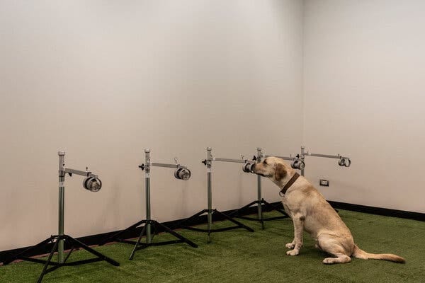 A sniffer dog learning to detect coronavirus from human sweat at the Small Animal Teaching Hospital in Bangkok last month. A sniffer dog learning to detect coronavirus from human sweat at the Small Animal Teaching Hospital in Bangkok last month.