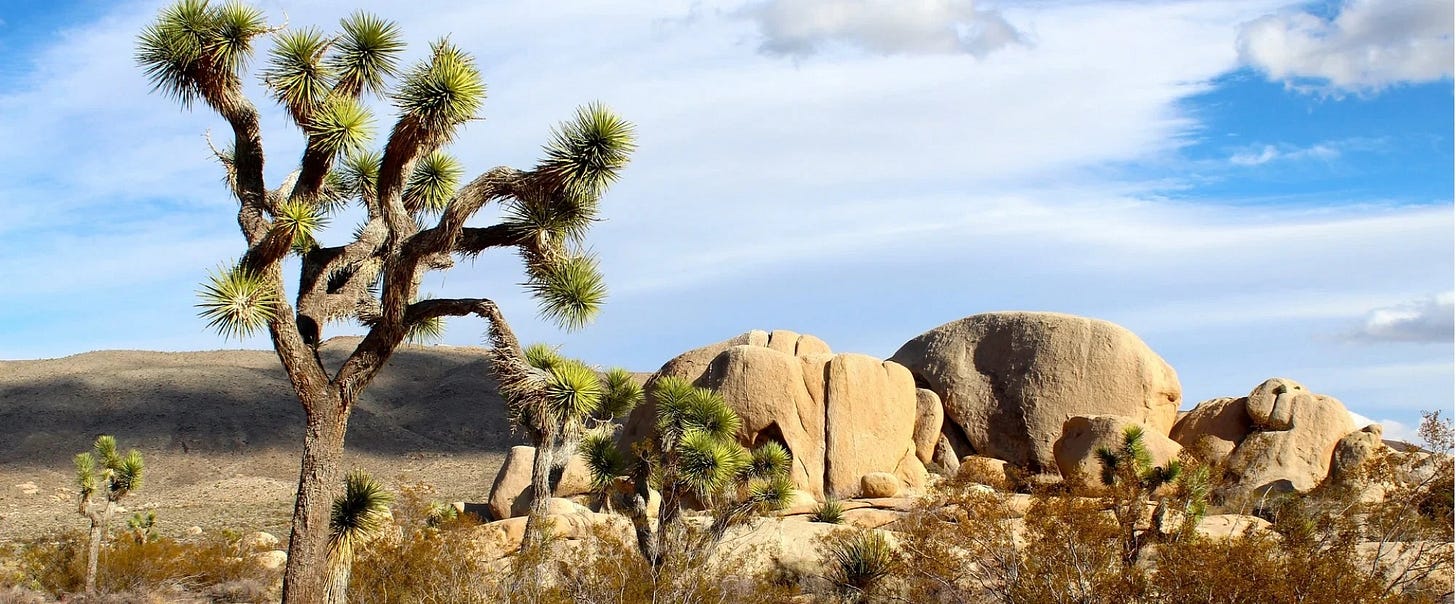 Mojave National Preserve, California