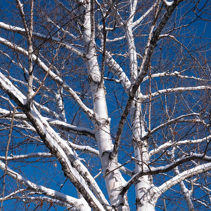 Diptych: Left large pink flower with solar panel behind; Right - white birch branches silhouetted against blue sky.