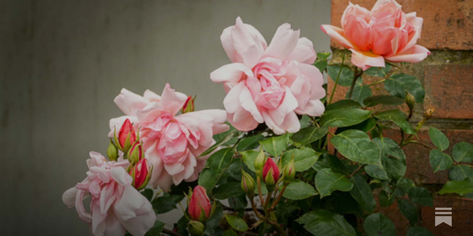 他の方発送×【薔薇】　肉質画 Ink painting] How to draw a white rose using the bridle