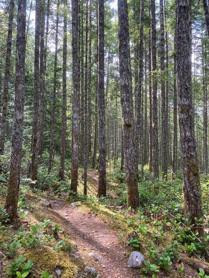 Four photos of the Sunshine Coast Trail. 1. A hiker with a full backpack (me) on a rocky beach at Sarah Point. @ and 3. Forest trails, one bathed in sunlight and the other in mist. 4. A calm lake reflecting a hill and sunny sky, with dead tree trunks lying in the water.