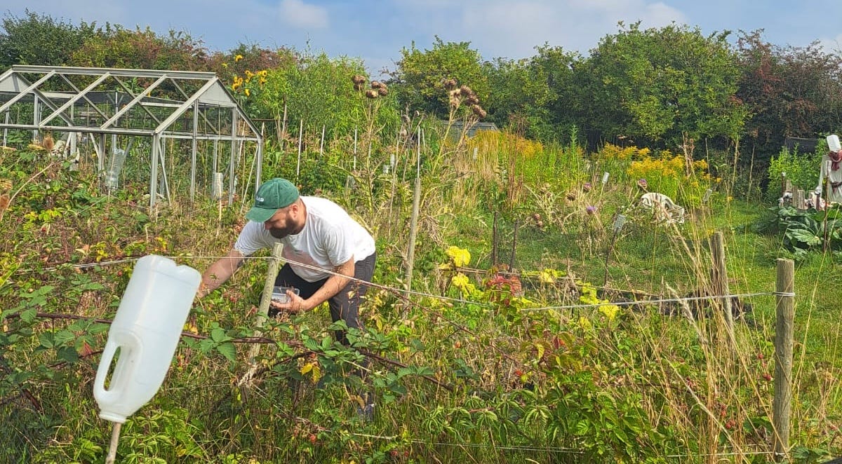 The allotment in late summer, bearded man in a green cap picking blackberries The allotment in late summer, bearded man in a green cap picking blackberries