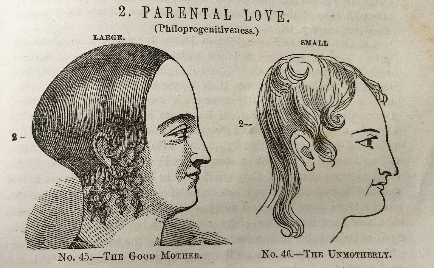 A phrenology diagram showing the heads of two women A phrenology diagram showing the heads of two women
