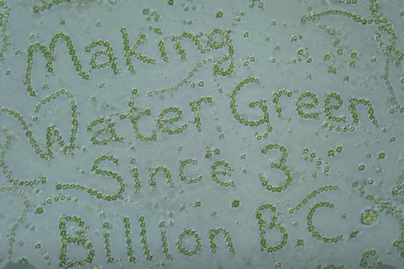cyanobacteria art