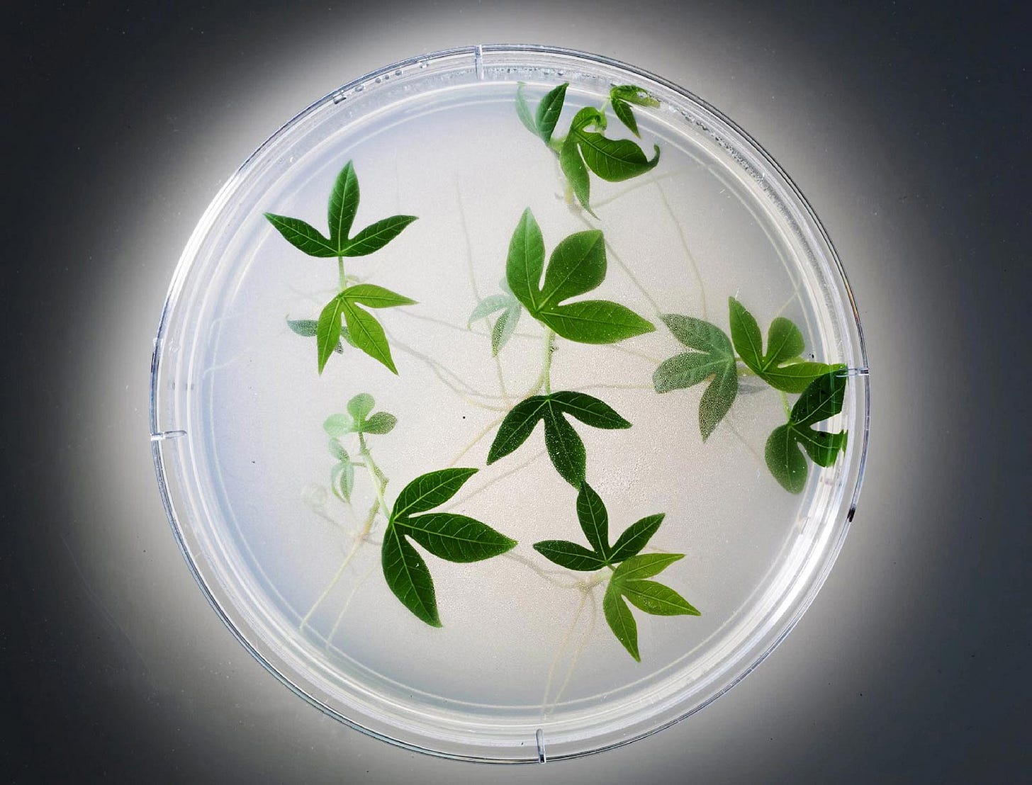 Picture of genetically engineered cassava plants