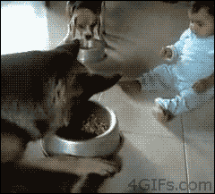 Funny GIF of a toddler sitting on the floor sharing food from a dog bowl with a German Shepherd, both eating together. Funny GIF of a toddler sitting on the floor sharing food from a dog bowl with a German Shepherd, both eating together.