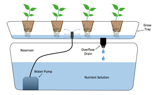 Ebb and Flow vs. DWC Hydroponic Systems