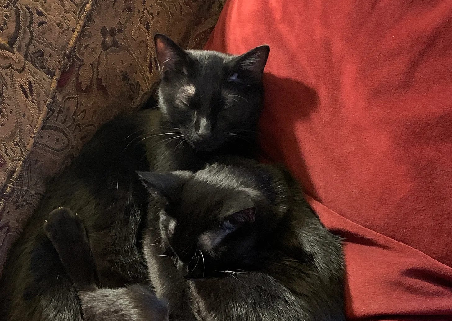 2 black cats cuddled together, sleeping against a red pillow on a brown patterned sofa
