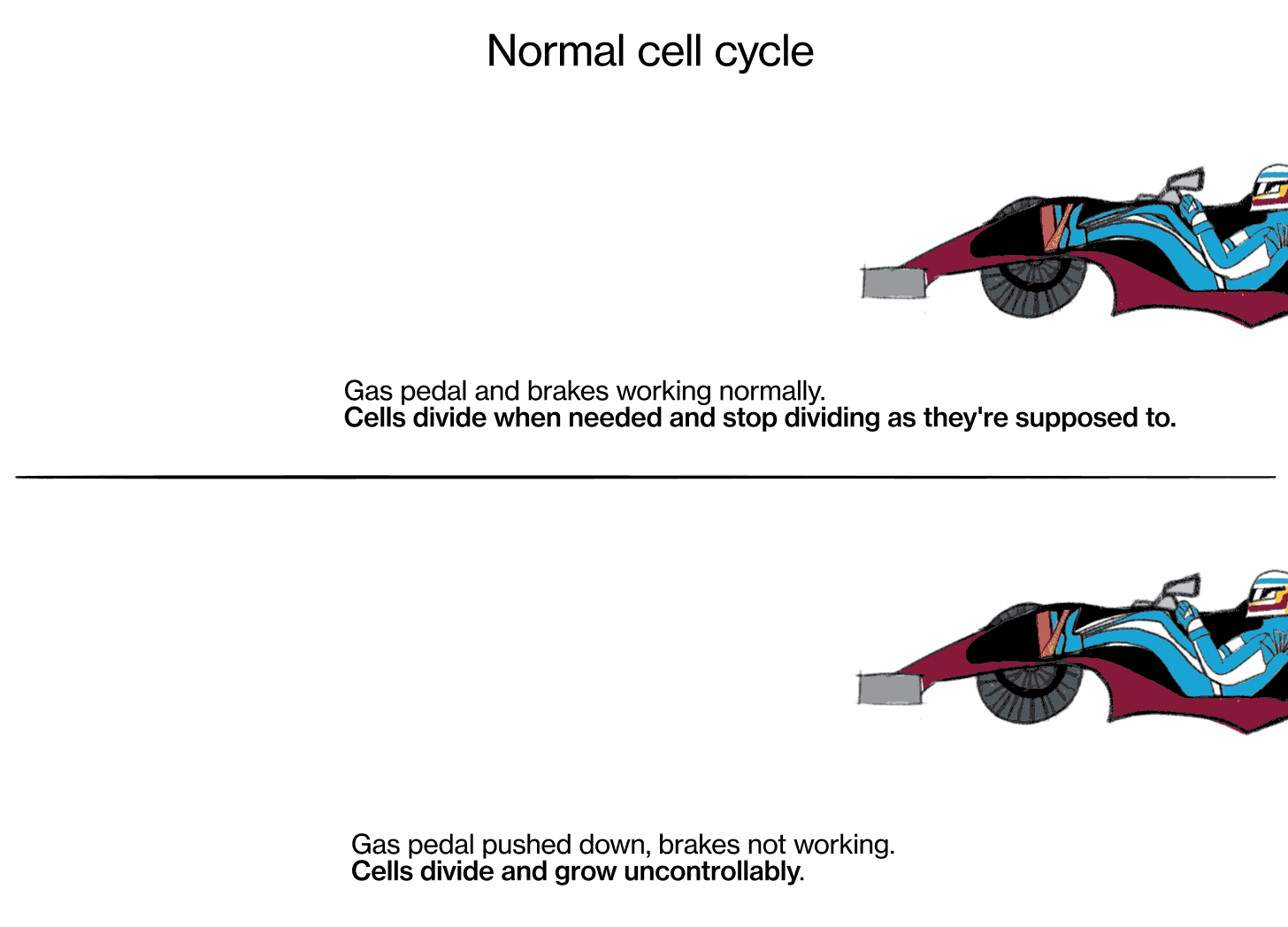 Gif comparing the normal cell cycle with cancer. The illustration is divided into two halves horizontally. The top half is labeled "Normal Cell Cycle." Below the label, there is a car with a driver breaking at a stop sign. Text below the car reads: "Gas pedal and brakes are working normally. Cells divide when needed and stop dividing as they're supposed to." The lower half is labeled "Cancer." It shows a car moving uncontrollably with a driver passing the stop sign. The text reads: "Gas pedal is pushed down, brakes are not working. Cells divide and grow uncontrollably." Gif comparing the normal cell cycle with cancer. The illustration is divided into two halves horizontally. The top half is labeled "Normal Cell Cycle." Below the label, there is a car with a driver breaking at a stop sign. Text below the car reads: "Gas pedal and brakes are working normally. Cells divide when needed and stop dividing as they're supposed to." The lower half is labeled "Cancer." It shows a car moving uncontrollably with a driver passing the stop sign. The text reads: "Gas pedal is pushed down, brakes are not working. Cells divide and grow uncontrollably."