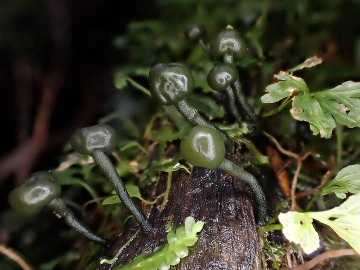 Chlorovibrissa phialophora