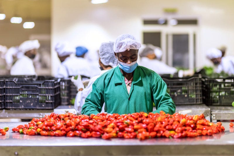 An employee at SOUK Farms' packhouse. An employee at SOUK Farms' packhouse.