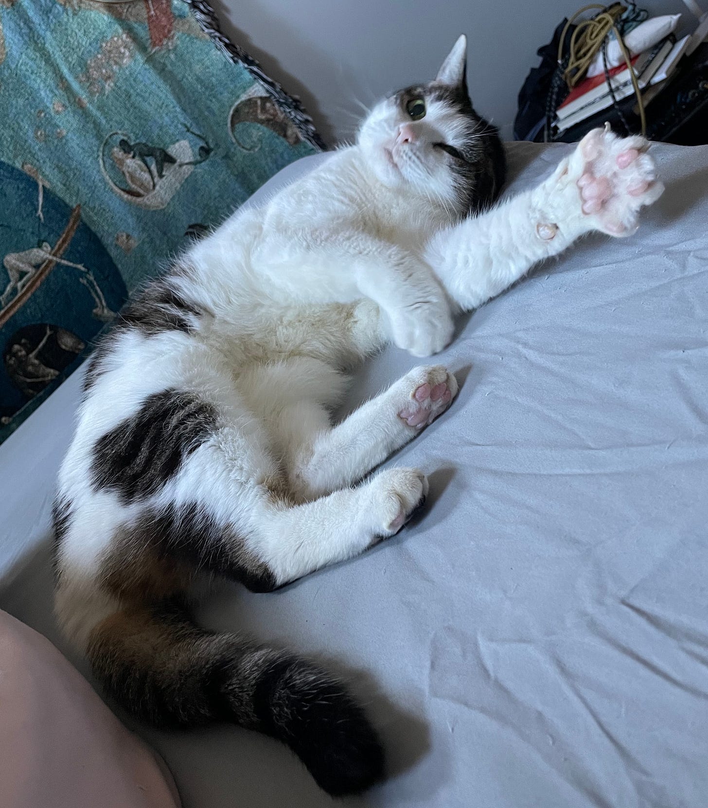 ronni, a black and white cat, laying on bed with paw outstretched