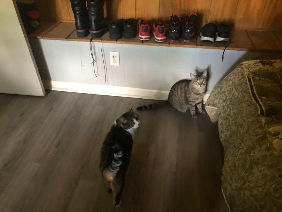May be an image of ragdoll cat