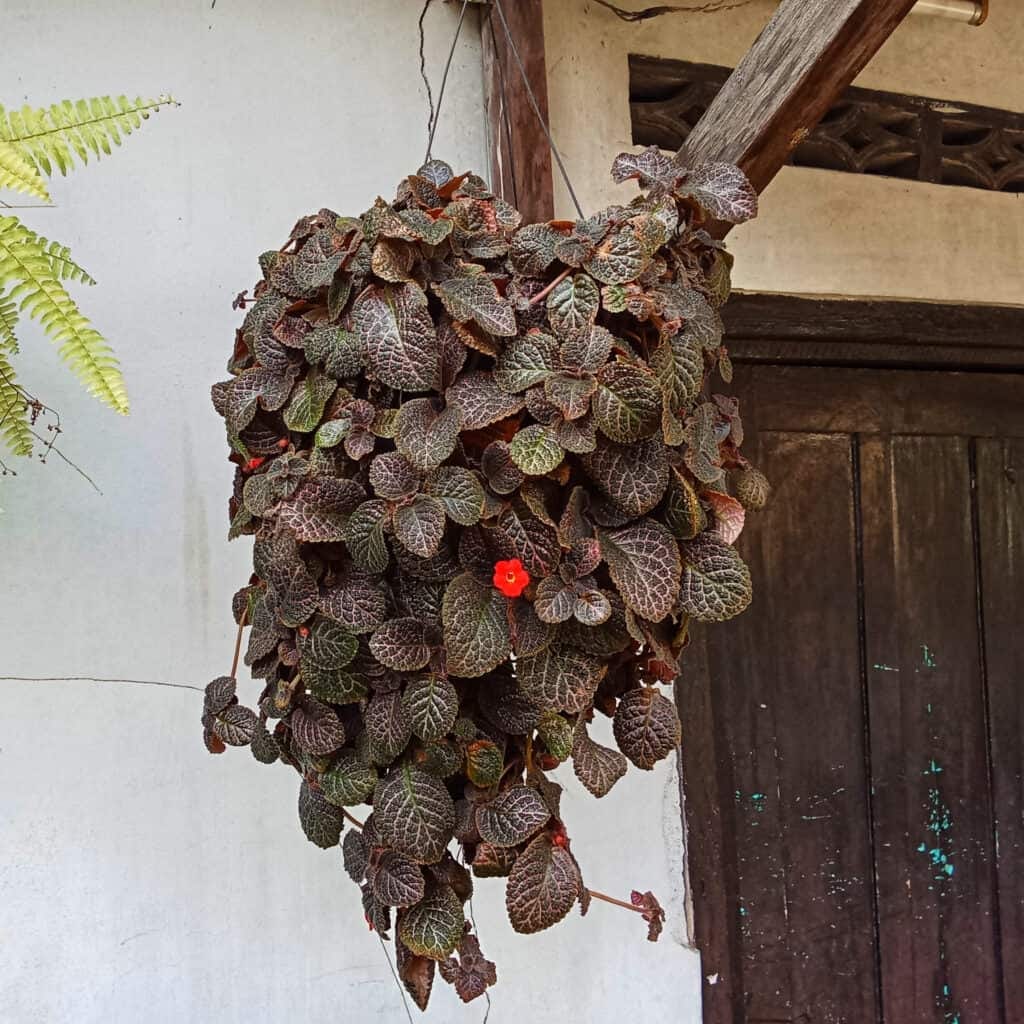 wanding jew best hanging plants outdoor. wanding jew best hanging plants outdoor.