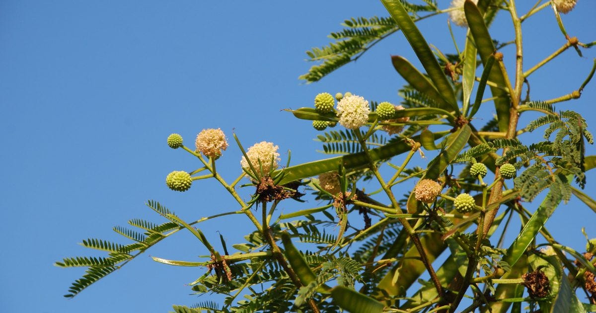 Espécies não nativas e invasoras estão entre as principais causas da perda global de biodiversidade. A Leucena (Leucaena leucocephala), planta exótica forrageira, é reconhecida como invasora agressiva - Foto: Alfin Auzikri / Pexels