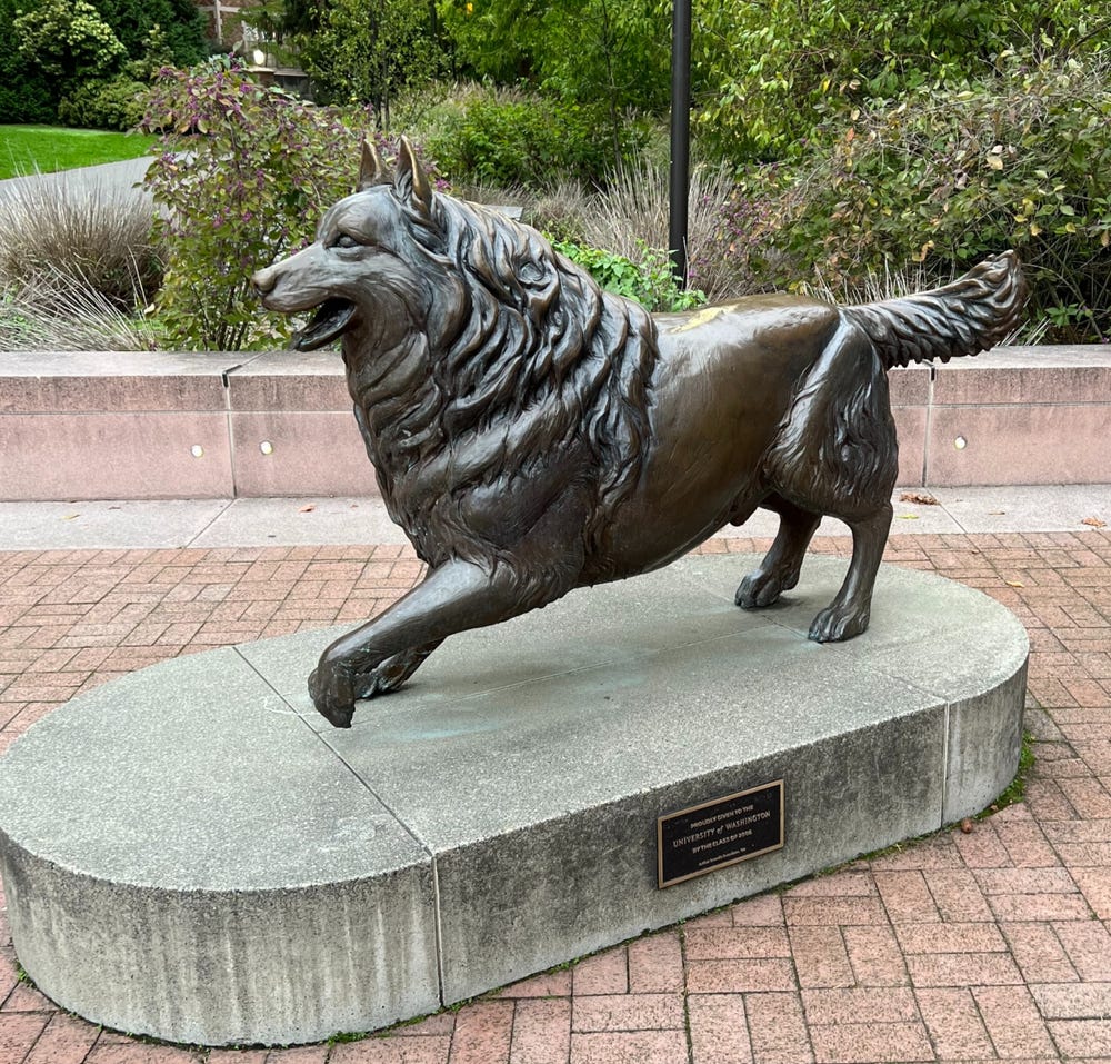 University of Washington mascot - the Husky