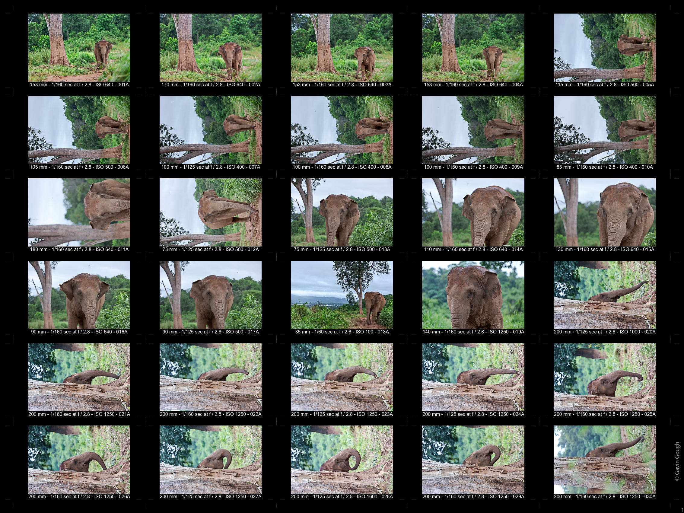 Elephant Nature Park, Chiang Rai, northern Thailand. © Gavin Gough
