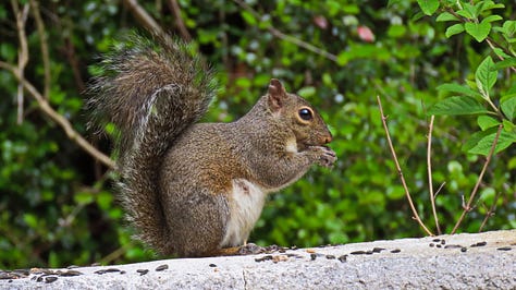 Turtle, squirrel, anole