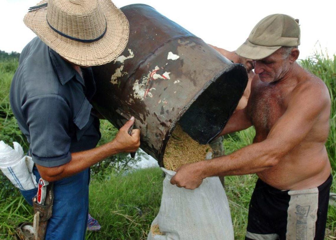 Distrubución de arroz en Cuba. (EFE) Distrubución de arroz en Cuba. (EFE)