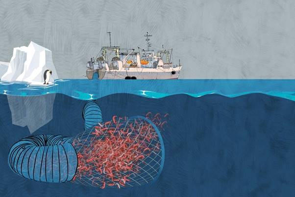 Krill, Baby, Krill: The corporations profiting from plundering Antarctica