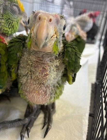 This young parrot was among 17 birds smuggled into the US from Mexico in San Ysidro, California. The smuggler received a prison sentence