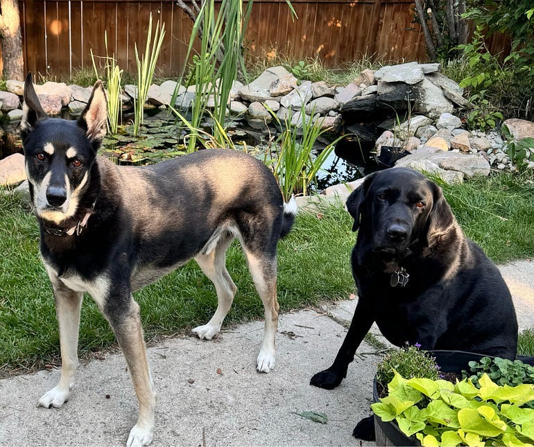 two dogs, one Kelpie and one black lab standing together outside