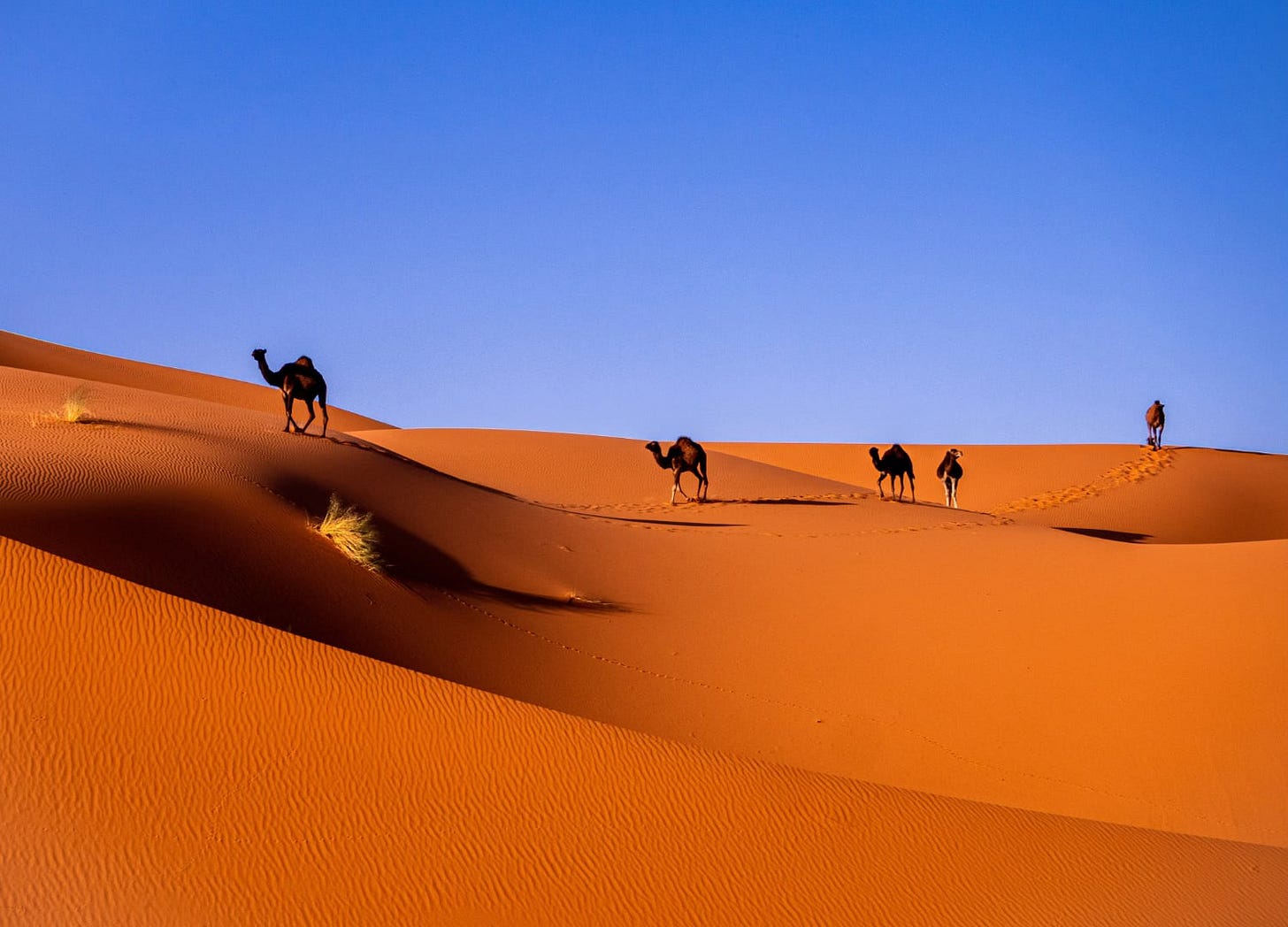 Camels on sand dunes