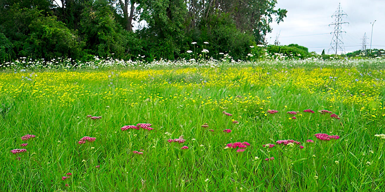The “Maxwell Meadow” …