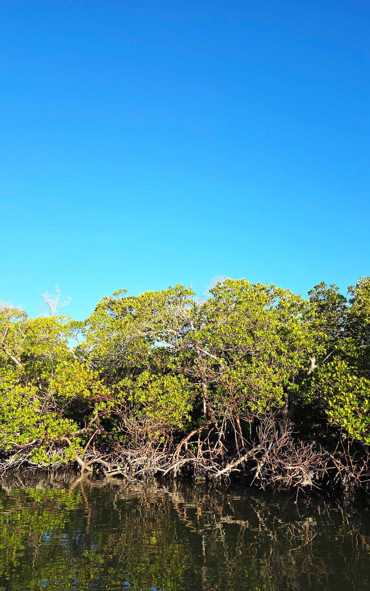 Mangroves in south Florida. 