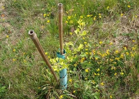 Six examples of young mediicnal trees planted with mulches