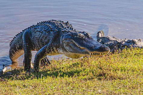 A group of alligators congregates near the edge of The Deep Hole, their bodies partially submerged in the water. Some rest on the bank, while others float nearby, creating a scene of primal beauty.