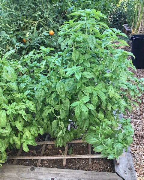 All About Basil - by Fred Hoffman